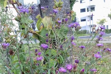 Auf Bereichen, die beim Rasenmähen im Bürgerpark Kalk ausgespart wurden, konnten sich u. a. Flockenblumen (Centaurea) gut entwickeln.